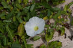 Beach morning-glory